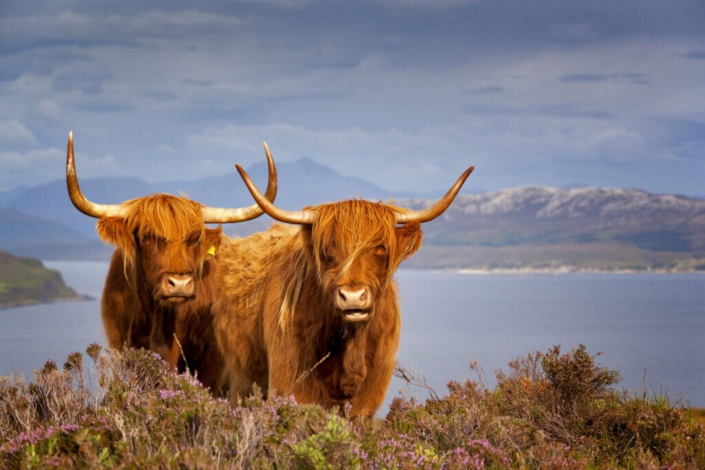 Vacas das Highlands junto a um lago na Escócia